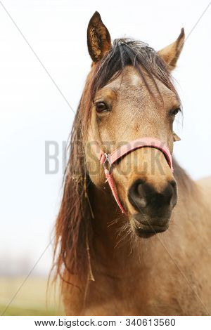 Funny Horse Head Closeup Of  Young Mare Smiling And Laughing With Large Teeth. Selective Focus On Th