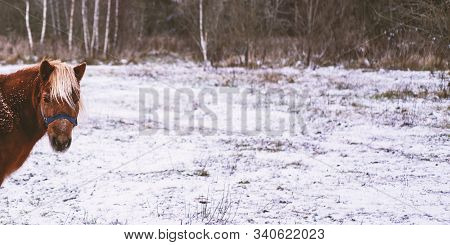 Thoroughbred Pony On Snow Farm Side View. Winter Countryside Landscape Background With Copyspace. Ec