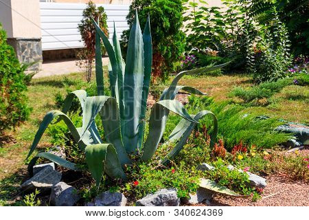 Agave Tequilana, Commonly Called Blue Agave (agave Azul) Or Tequila Agave