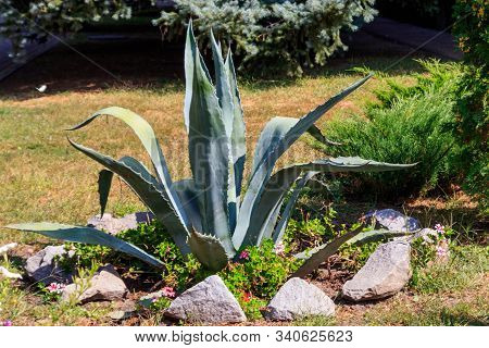 Agave Tequilana, Commonly Called Blue Agave (agave Azul) Or Tequila Agave
