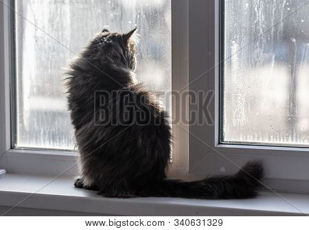 The Cat Is Sitting On The Window.