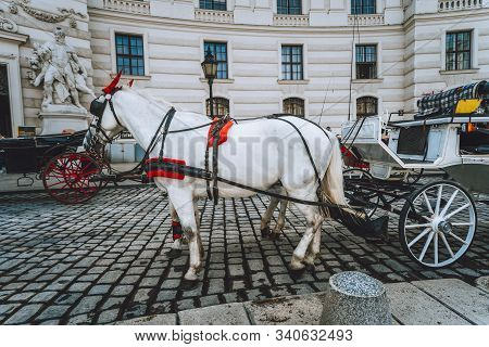 Austria Beautiful Horses With Equipage On The Streets Of Vienna