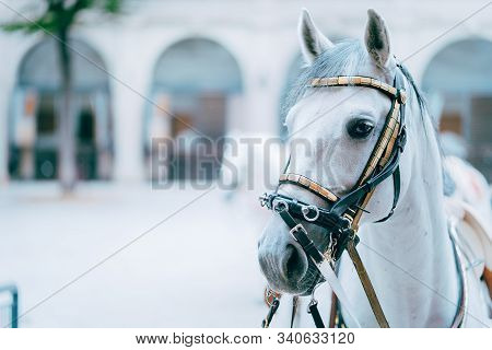 Portrait Of The World Famous Lipizzaner Stallion Legendary White Stallions Horse. Spanish Riding Sch
