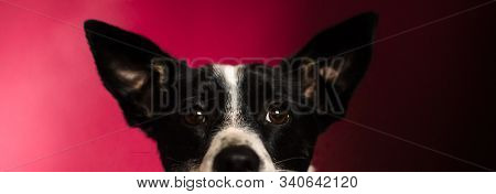 Basenji Dog With Big Ears Peeks Out Because Of Something, Red Is Just The Background With Shadows, P
