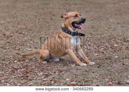 Cute American Pit Bull Terrier Puppy Is Sitting On Orange Leaves In The Autumn Park. Pet Animals.