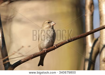 Greenfinch bird tree pet Nature animal background fall Nature pet sunrise animal Nature morning animal Nature pet animal Nature male sunset Nature pet birds Nature animal background Nature pet autumn birdie Nature pet animal songbird Nature background.