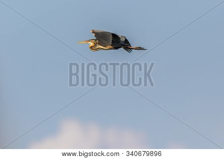 Purple Heron (ardea Purpurea)