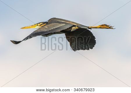 Purple Heron (ardea Purpurea)