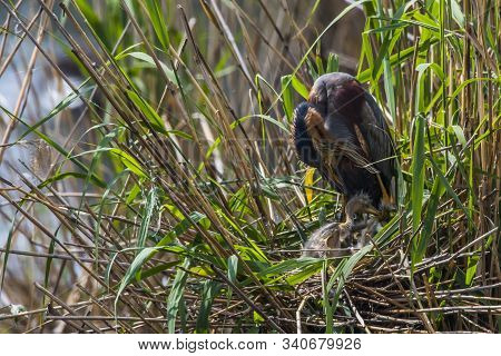 Purple Heron (ardea Purpurea)