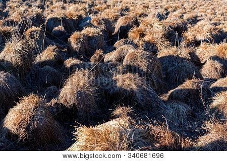 View Of Tussock Field With Hillocks In Autumn