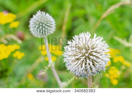 Big Grey Spheric Flower Also Known As 