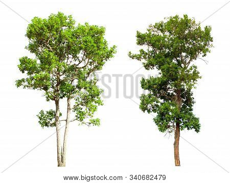 Shorea Roxburghii