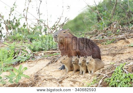 Close Up Of Capybara Mother With Four Pups Sitting On A River Bank, North Pantanal, Brazil.