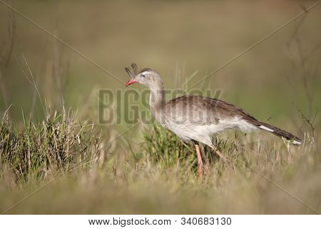 Close Up Of A Red Legged Seriema Walking In Grass, Pantanal Brazil.