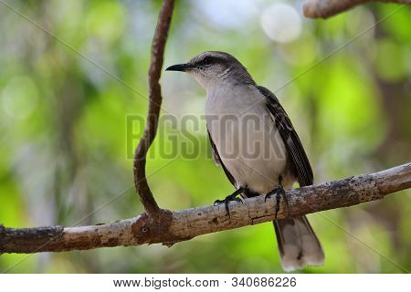Portrait Of A Tropical Mocking Bird Perching In A Tree
