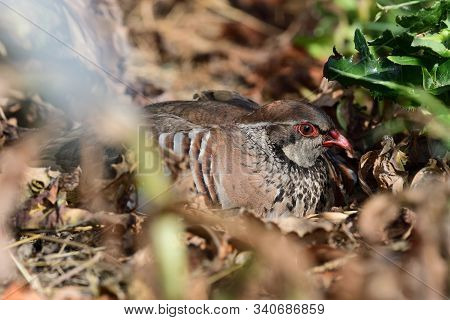 Portrait Of A French Partridge (alectoris Rufa) Sitting On The Ground