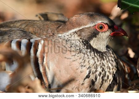 Close Up Portrait Of A French Partridge (alectoris Rufa) Sitting On The Ground