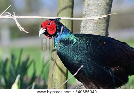 Portrait Of A Melanistic Pheasant In The Garden