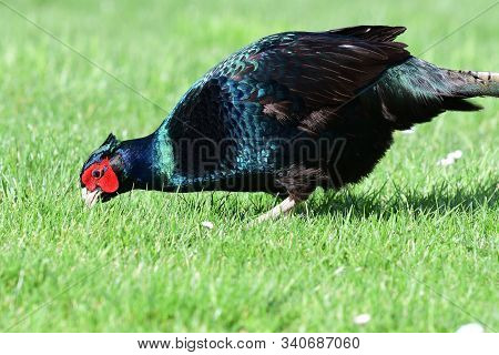 Close Up Of A Melanistic Pheasant Foraging For Food In The Garden