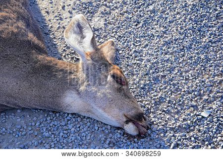 Dead White-tailed Or Mule Doe Deer Hit By A Car Or Truck Lying Killed On The Roadside, Sad Roadkill 