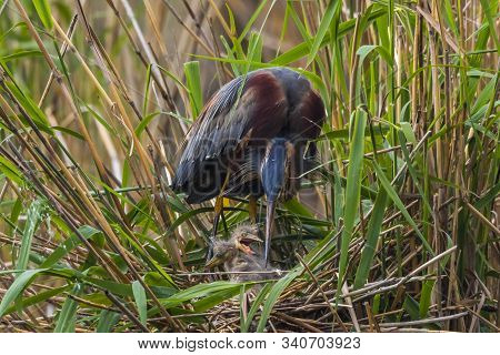 Purple Heron (ardea Purpurea)