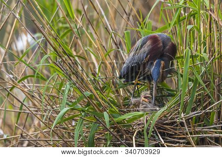 Purple Heron (ardea Purpurea)