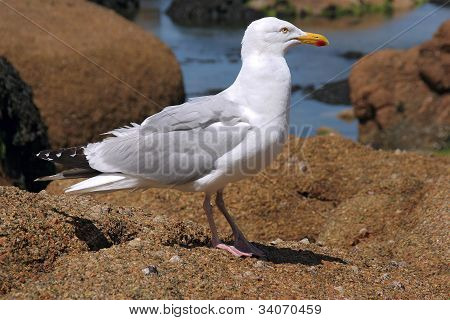 Gaivota numa rocha