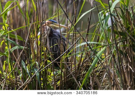 Purple Heron (ardea Purpurea)