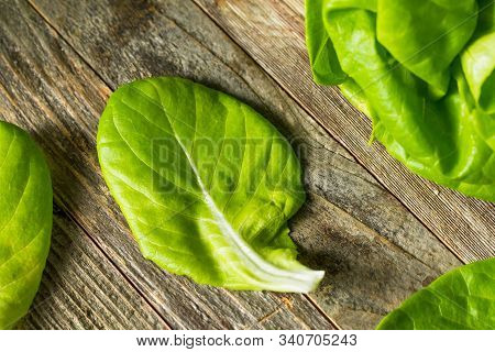 Raw Green Organic Butter Lettuce