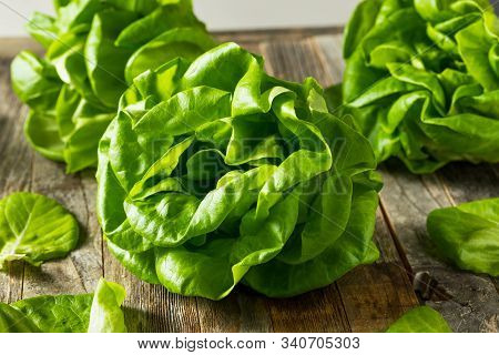 Raw Green Organic Butter Lettuce