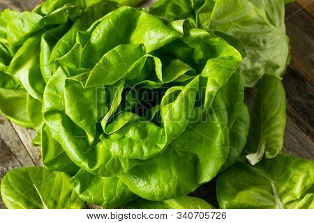 Raw Green Organic Butter Lettuce