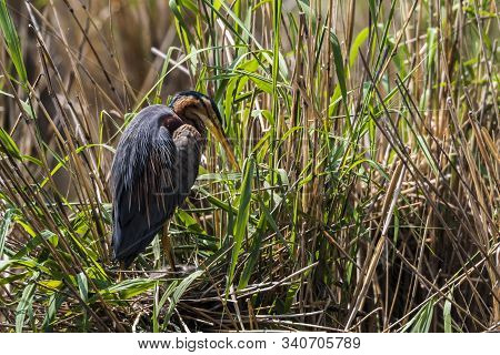 Purple Heron (ardea Purpurea)