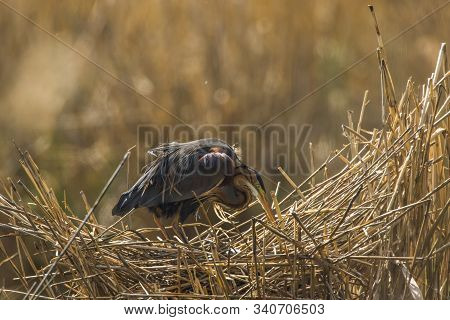 Purple Heron (ardea Purpurea)