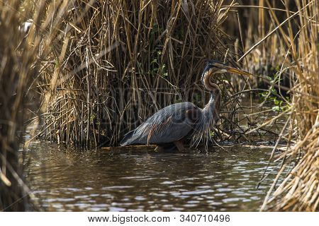 Purple Heron (ardea Purpurea)