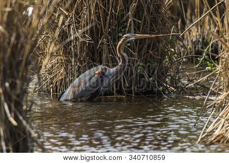 Purple Heron (ardea Purpurea)