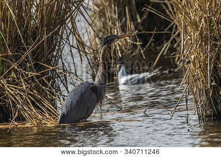Purple Heron (ardea Purpurea)
