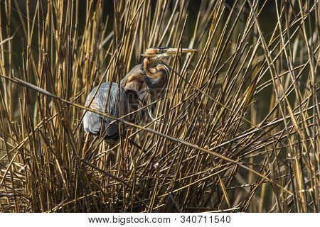Purple Heron (ardea Purpurea)