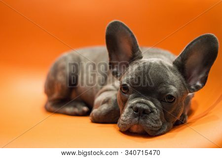 A Sad Puppy Lies Head Down On Its Paws, On A Bright Background