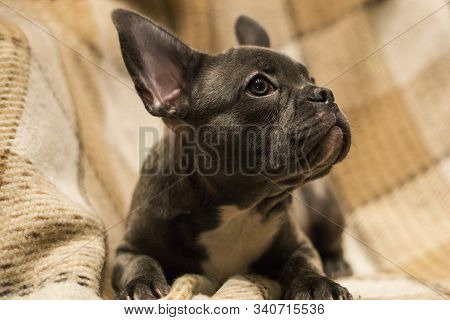 French Bulldog Puppy On A Neutral, Pastel Background Soft Plaid Blanket