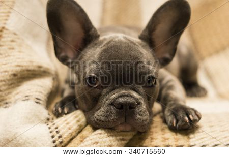 Cute Puppy Has His Head Folded And Is Looking At The Viewer. French Bulldog