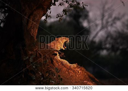 The Huge African Leopard (panthera Pardus Pardus) Male Have A Rest Close To The Tree In Sunset. Afri