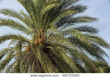 View Of Date Palm On Tree From Below.. Green Palm Trees On Coast Line. Amazing  Sky White Clouds And