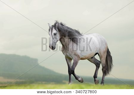 Beautiful Lusitano Horse Waling On Freedom On Nature. Mountains, Fields On A Background, Wild Prairi