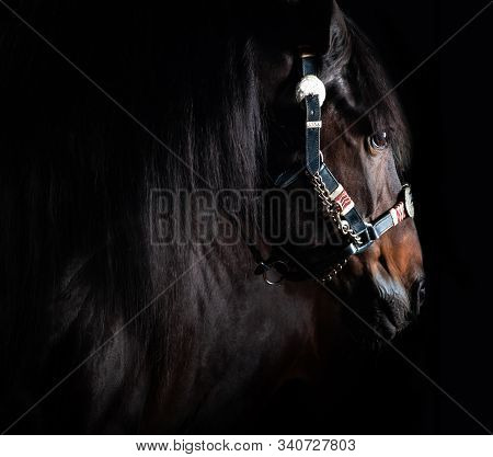 Bay Horse On A Black Background. Studio Indoors Shot, Contour Light, Low Key Style. Horse In Amuniti
