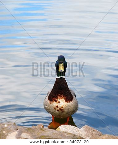 Pato de Zen ao entardecer