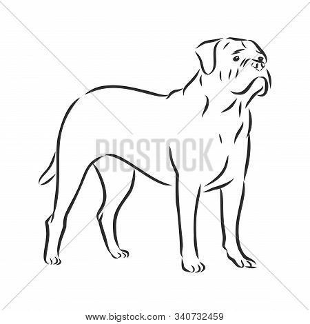 Bullmastiff Dog Sketch, Contour Vector Illustration, Domeestic Dog