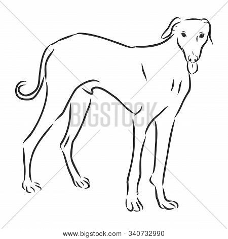 Illustration Greyhound Dog Was Created In Doodling Style In Black And White Colors. Painted Image Is