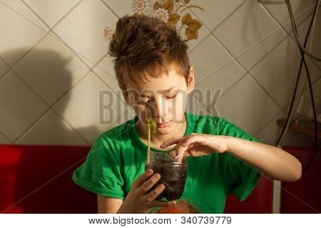 Boy with chickenpox grow plant from the seed. Chickenpox rash. Sprouted seed