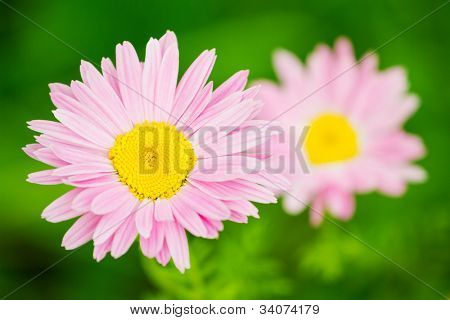Margarida rosa flor closeup (piretro rosa)