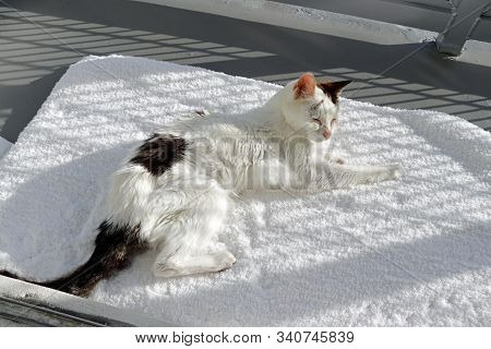 Older Female Cat Named Kitty In A Happy Nappy Mood Lounging On A Soft White Throw Rug Outside On A G
